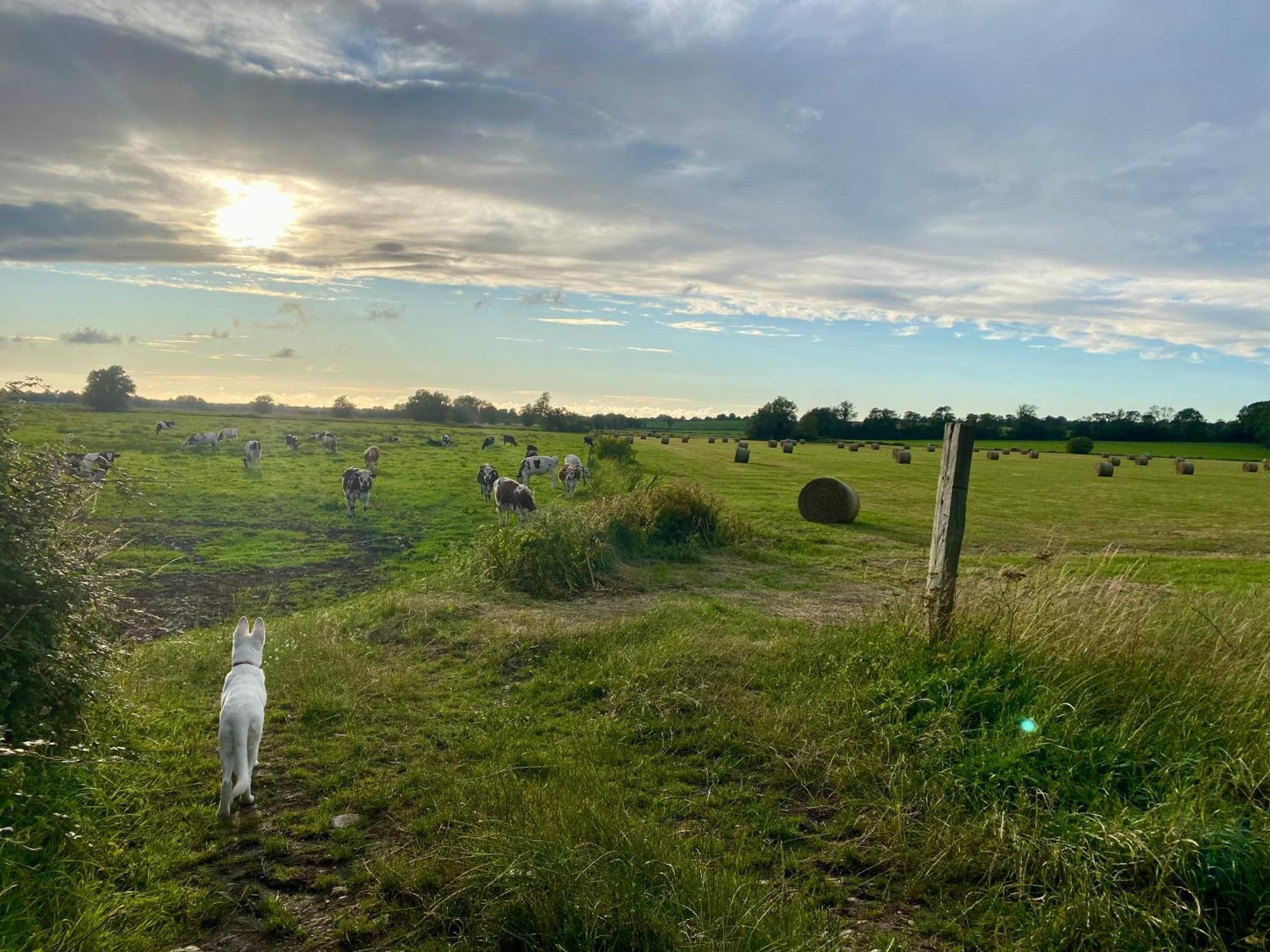 Chambre De Rose - Le Refuge Des Parachutistes - En Bordure Du Marais Neuville-au-Plain 外观 照片